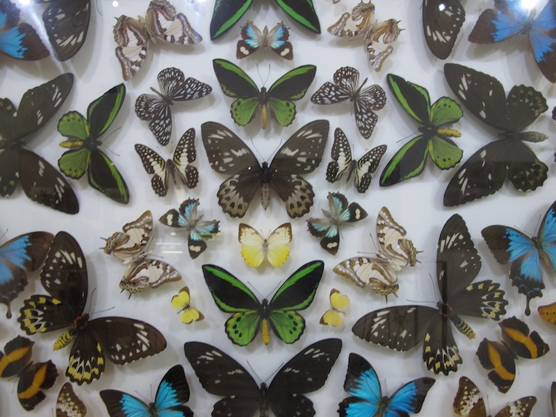 Startbild Schmetterlinge, die im Nationalpark flattern