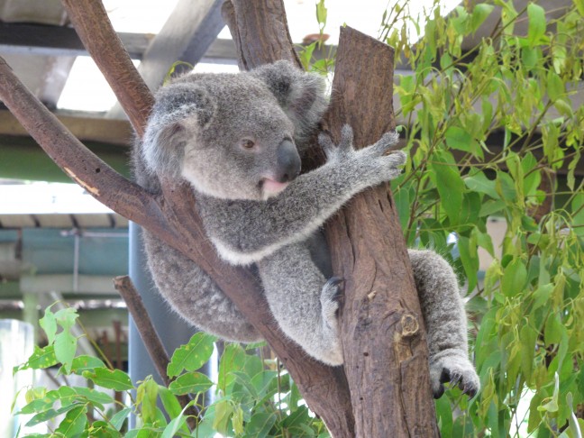 Ein Koala macht es sich im Eukalyptusbaum gemütlich.