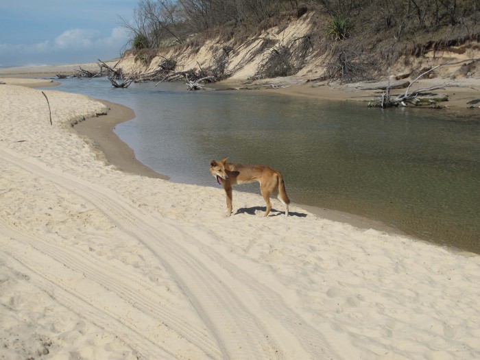 Dingo, Fraser Island