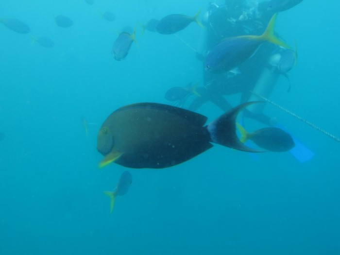 Great Barrier Reef, Doktorfische