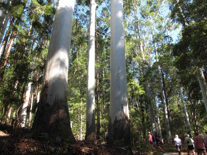 Regenwald, Fraser Island