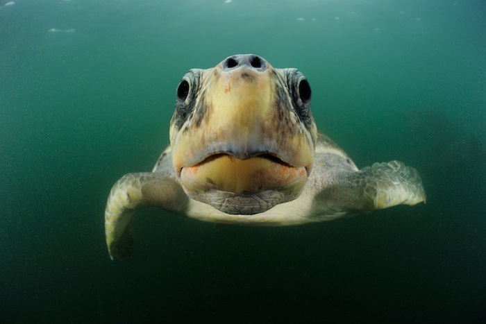 Olive ridley sea turtle, Ostional, Costa Rica