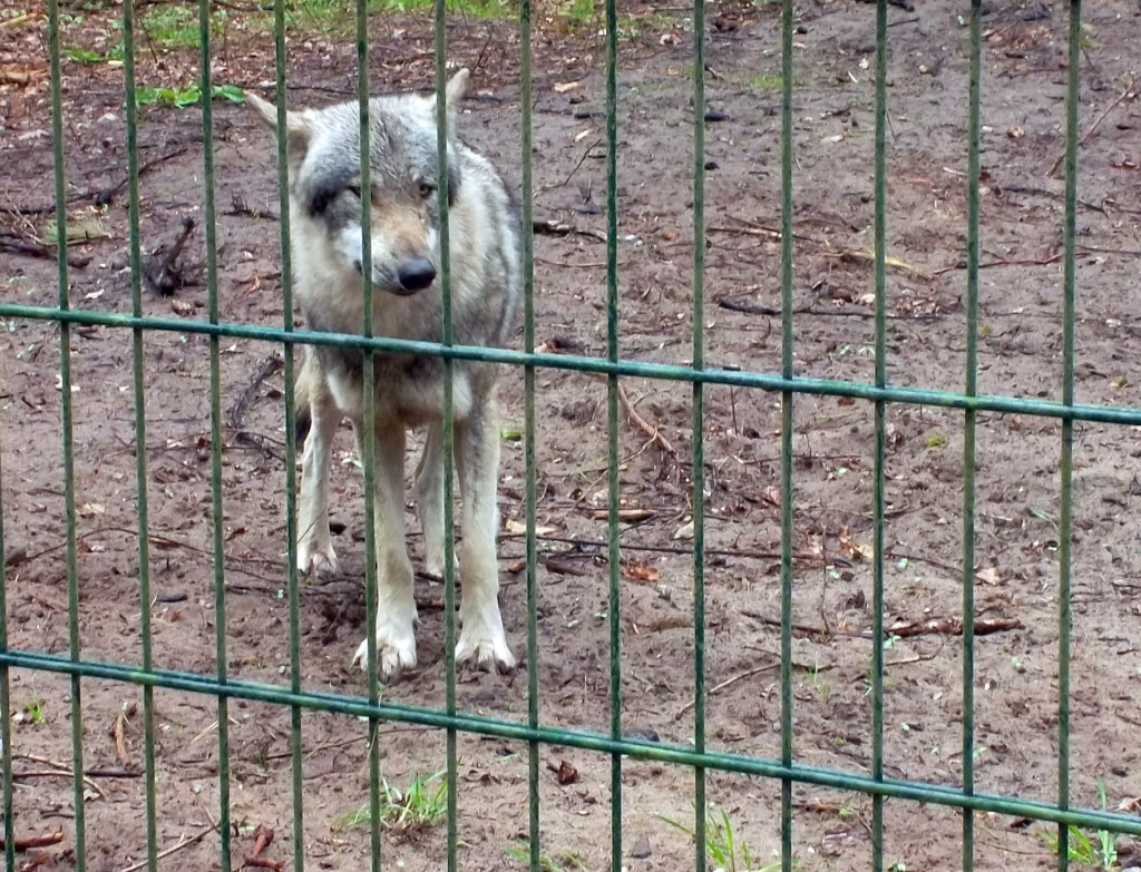 Neugierige Wölfe nah am Zaun im Wolfcenter Dörverden