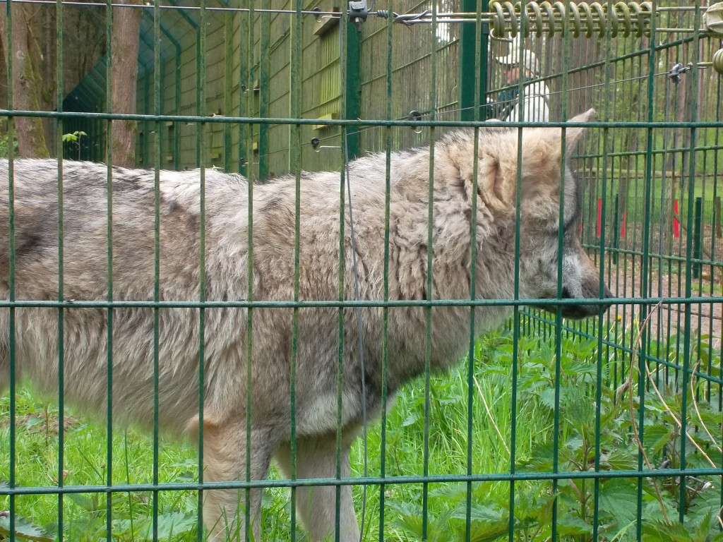 Ein neugieriger Wolf im Wolfcenter Dörverden